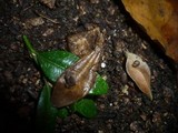Marasmius buxi image