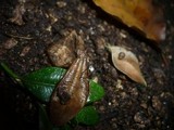 Marasmius buxi image