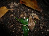 Marasmius buxi image