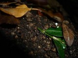 Marasmius buxi image