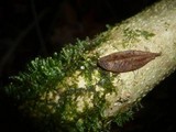 Marasmius buxi image