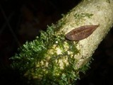 Marasmius buxi image