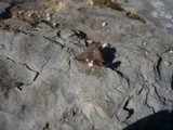 Marasmius buxi image