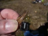 Marasmius buxi image