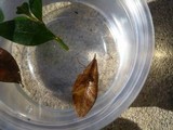 Marasmius buxi image