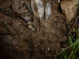 Marasmius buxi image