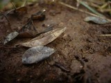 Marasmius buxi image
