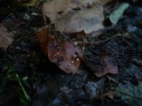 Marasmius epiphylloides image