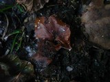 Marasmius epiphylloides image