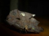 Marasmius epiphyllus image