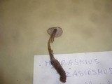 Image of Mycetinis querceus
