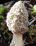 Morchella esculentoides image