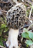 Morchella esculentoides image