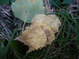 Melampsoridium betulinum image