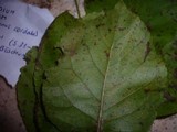 Melampsoridium hiratsukanum image