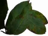 Marssoniella juglandis image