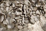 Dermatocarpon intestiniforme image