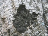Collema furfuraceum image