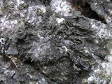 Collema furfuraceum image