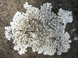 Pyxine sorediata image