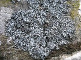 Phaeophyscia hispidula image