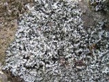 Phaeophyscia hispidula image