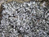 Phaeophyscia hispidula image