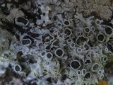 Physcia leptalea image