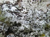 Physcia leptalea image
