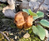 Gyromitra korfii image