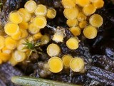 Byssonectria fusispora image
