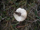 Melanoleuca friesii image