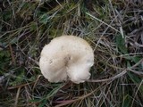 Melanoleuca friesii image