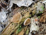 Discina ancilis image