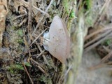 Discina ancilis image