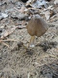 Entoloma vernum image