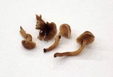 Hodophilus paupertinus image