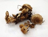Clitocybe sclerotoidea image