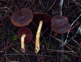 Cortinarius smithii image