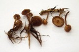 Psilocybe inquilina image