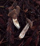Helvella maculata image