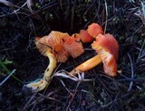 Hygrocybe miniata image