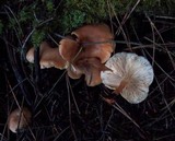 Lepista flaccida image
