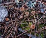 Mycena sanguinolenta image