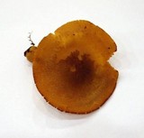 Tricholomopsis decora image