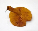 Tricholomopsis decora image