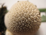 Lycoperdon curtisii image