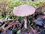 Psathyrella longistriata image