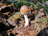 Psathyrella longistriata image