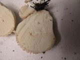 Lycoperdon curtisii image